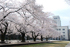 Cherry trees in full bloom