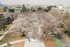 The way of wood deck protects cherry trees.