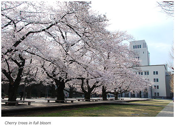 Cherry trees in full bloom