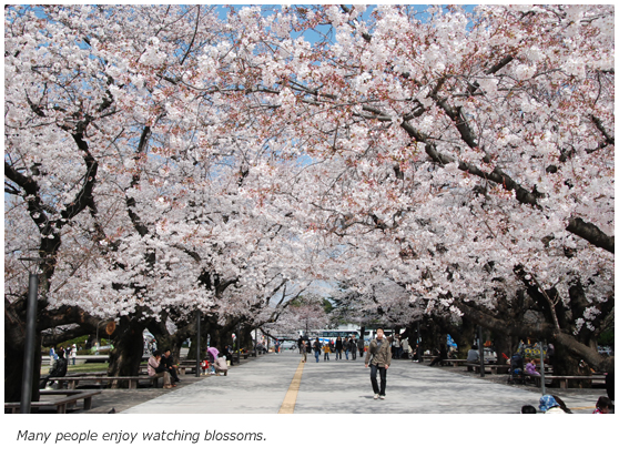 Many people enjoy watching blossoms.