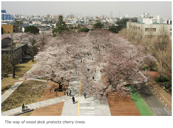 The way of wood deck protects cherry trees.