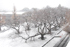 Row of cherry trees show beautiful branches.