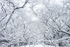 Fantastic scenery with cherry trees covered in snow