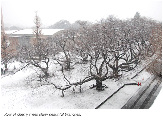 Row of cherry trees show beautiful branches.