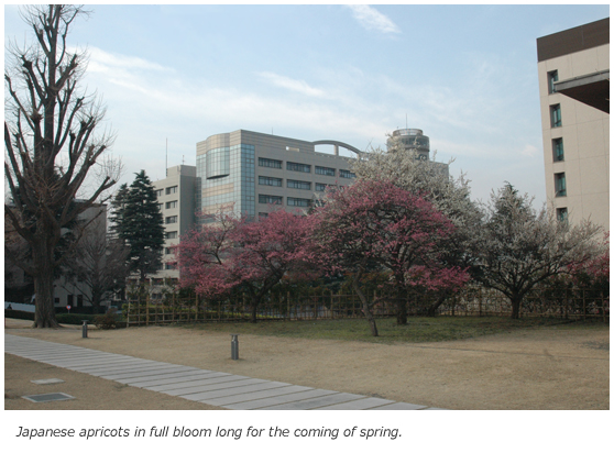 Japanese apricots in full bloom long for the coming of spring.