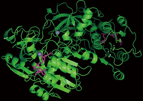 X-ray crystal structure analysis and simulation (Joint research with the High Energy Accelerator Research Organization and Osaka University) By examining the structure of the enzyme, it is possible to determine how the reaction is made easier according to where the reactant enters, why it enters, and how far it enters. Then comparison with other enzymes is carried out.