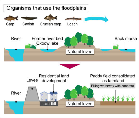 organisms that use the floodplains