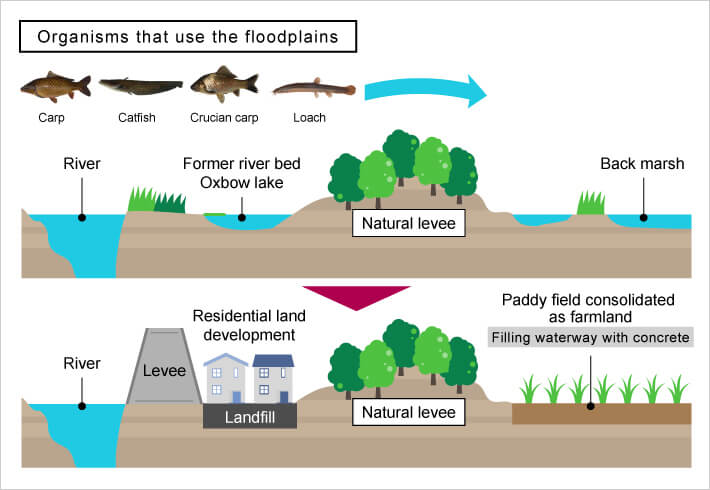 organisms that use the floodplains