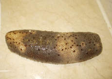 Holothuria arenicola, one of the sea cucumbers of study