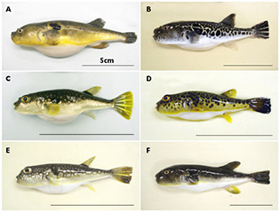 Six fugu species bred at Tokyo Tech