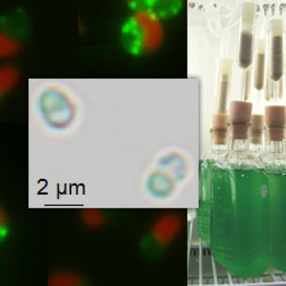 Harnessing energy from algae: Scientists identify enzyme that could help accelerate biofuel production