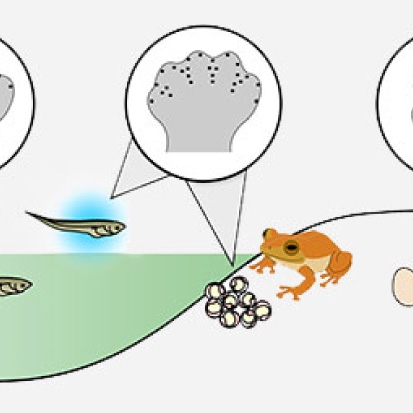 Oxygen shapes arms and legs: origins of a new developmental mechanism called "interdigital cell death"