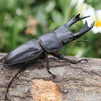 stag beetle