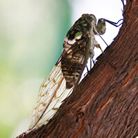 Cicada