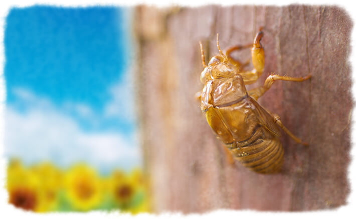 Collecting rocks and cicada shells