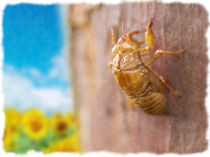 Collecting rocks and cicada shells