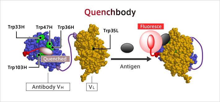 Q-body: ● An antibody whose fluorescence is enhanced by antigen binding  ● The antigen can be detected with high sensitivity by mixing with the sample.