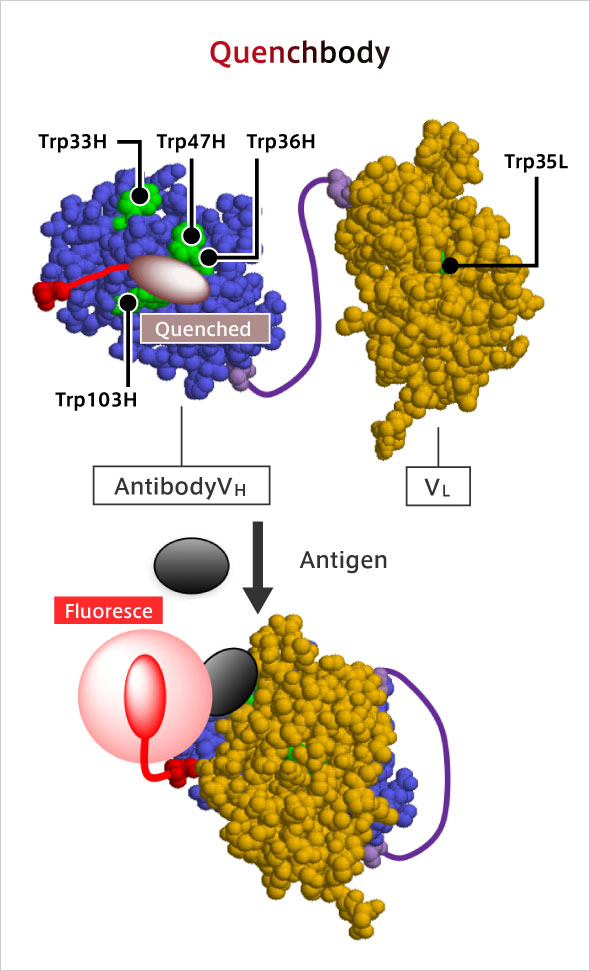 Q-body: ● An antibody whose fluorescence is enhanced by antigen binding  ● The antigen can be detected with high sensitivity by mixing with the sample.