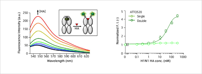 Anti-Influenza H1N1 Q body: HA antigens at nM level could be detected fluorescently just by mixing with samples.