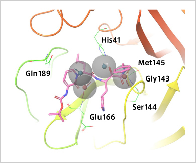 Verification of how SARS-CoV-2 main protease and the drug candidate α-ketoamide inhibitor fit pharmacophore models. α-ketoamide is a peptide-like compound and is known to inhibit the main protease activity of viruses. It has been speculated that the main protease of SARS-CoV-2 interacts with α-ketoamide. By searching for compounds that interact in the pharmacophore model as shown here, it may be possible to find therapeutic candidates for SARS-CoV-2.