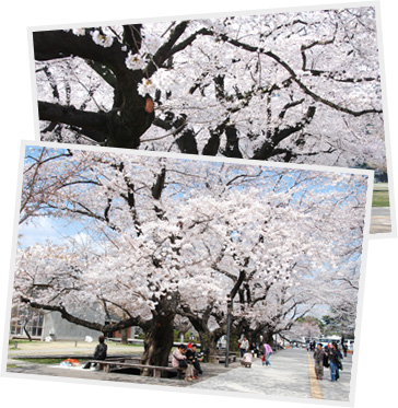 Cherry Blossoms Viewing