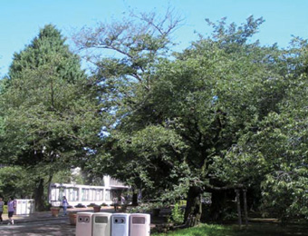 Photograph 1: Cherry blossom trees in front of the Main Building.