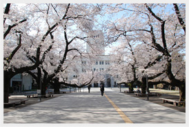 Photograph 5: Cherry tree in full bloom in the spring of 2008 Photo by Center for Public Affairs and Communications, Tokyo Tech