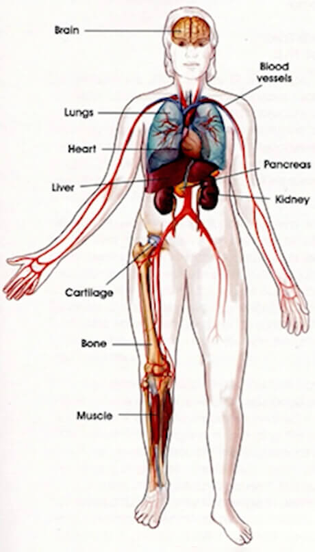 Tissue stem cells that maintain our body homeostasis