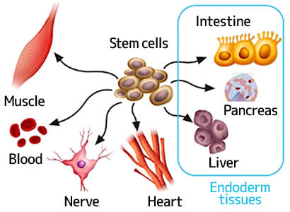 Human body with a lifespan of 100 years ~The development of novel Therapy~