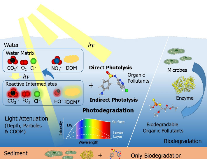 Degradation of organic compounds in aquatic environments can occur through photochemical reactions as well as by bacteria. Photochemical reactions can be divided into direct photolysis and indirect photolysis via radicals. (Zhongyu Guo, et al., Water Research. (2022))
