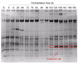 Biochemical processes: DNA-based method enables the identification of a bacterium as an indicator that obstructs methane fermentation