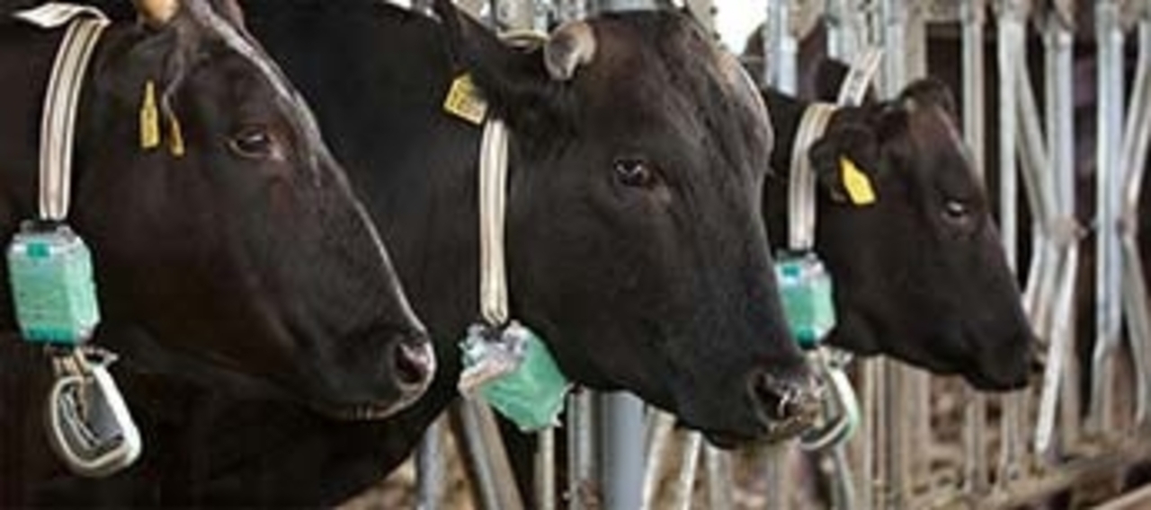 Understanding how cows feel using AI? Research Stories Research Understanding how cows feel using AI? Research Stories Research