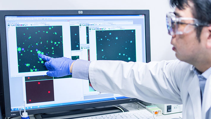 By designing the base sequences of DNA, it is possible to prevent DNA gels from fusing together. In the image, DNA gels of like colors fuse together (green to green, blue to blue), but DNA gels of different colors do not. This was achieved by changing just a few base sequences.