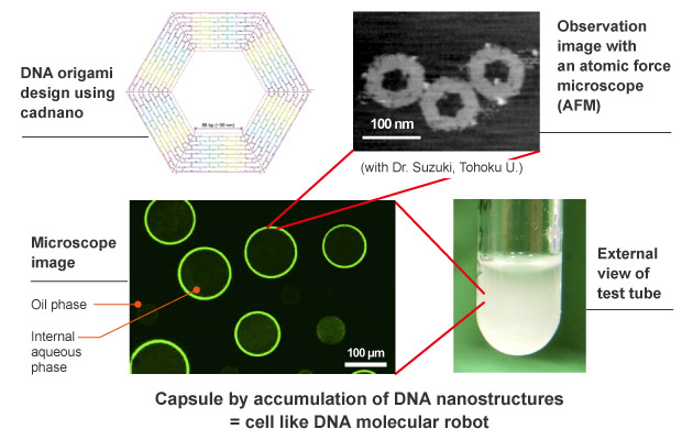 DNA origami has a hexagonal shape in which DNA is folded by self-assembly. We create capsules by having them overlap by themselves through the process of self-assembly. The diameter of the DNA origami is 100 nanometers, and the diameter of the capsule is 100 micrometers.