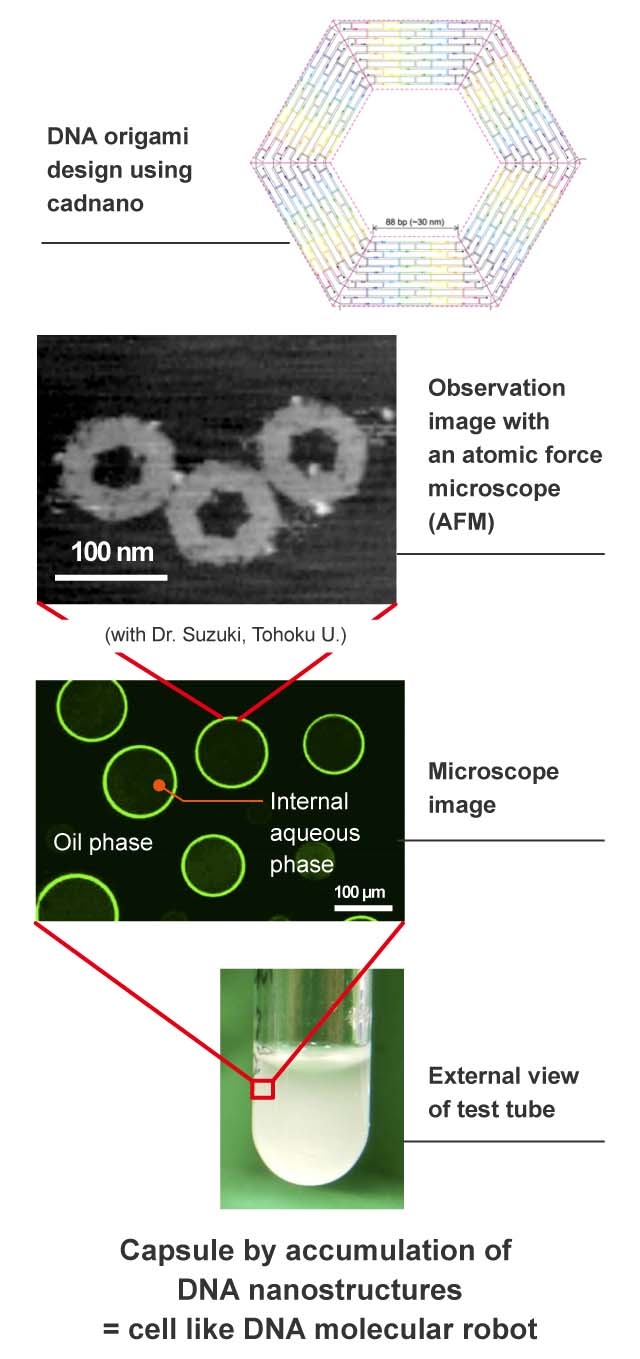 DNA origami has a hexagonal shape in which DNA is folded by self-assembly. We create capsules by having them overlap by themselves through the process of self-assembly. The diameter of the DNA origami is 100 nanometers, and the diameter of the capsule is 100 micrometers.