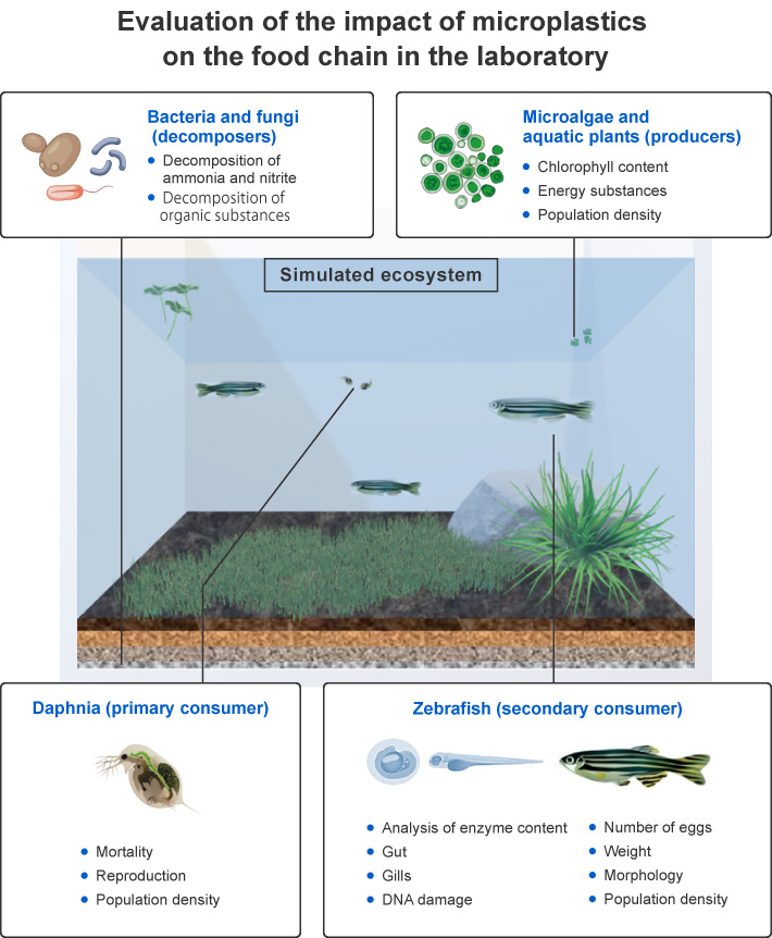 Evaluation of the impact of microplastics on the food chain in the laboratory