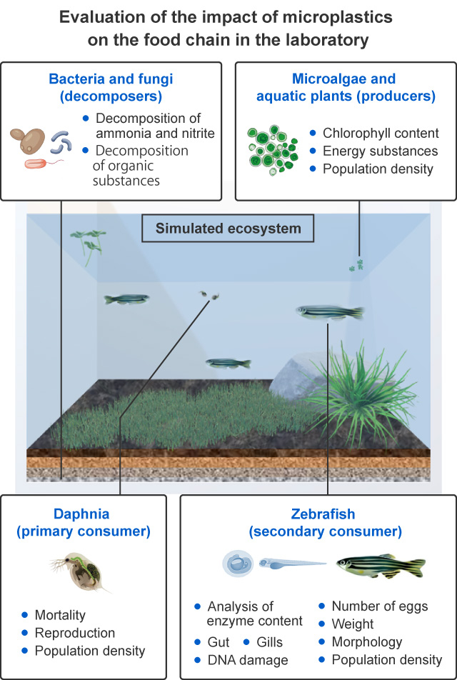 Evaluation of the impact of microplastics on the food chain in the laboratory