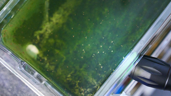 Daphnia (white dots), the primary consumers of chlorella, ate less chlorella when the quality and nutrients of the chlorella declined.