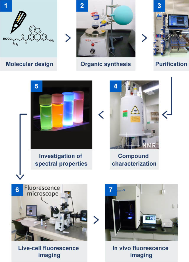 Research on probes at Kamiya Lab is conducted as follows. First, design the molecular structure of the probe according to an objective. Next, a compound is synthesized based on the design. Purify to extract only the desired compound from the synthesized product. In addition, nuclear magnetic resonance (NMR) and mass spectrometry (MS) are used for compound characterization. Then, evaluate whether it has the desired characteristics by spectral analysis. Finally, it is applied and administered to cancer cells or cancer model mice for imaging and confirmation. This cycle is repeated many times to obtain fluorescent probes with the desired characteristics.