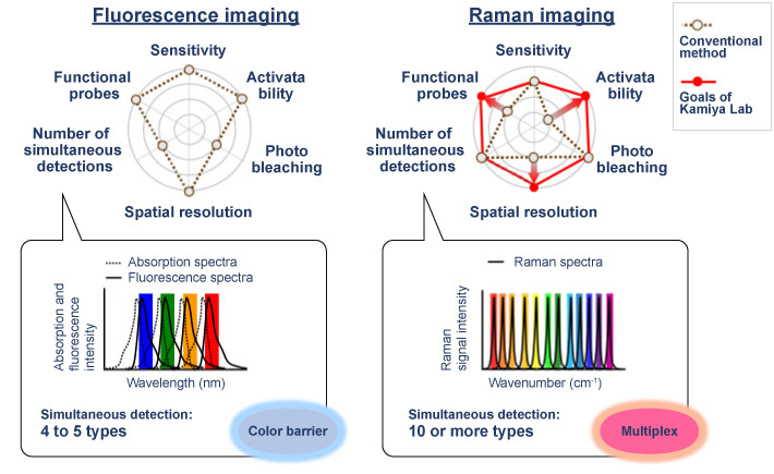 Compared to fluorescence imaging, Raman imaging has the advantage of being able to detect more types of molecules simultaneously.