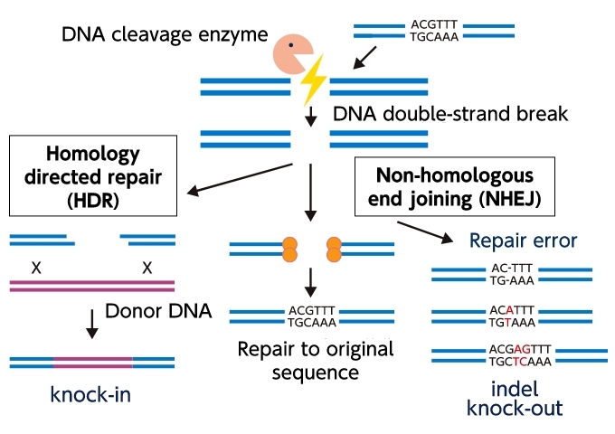 Genome editing as a DNA repair mechanism