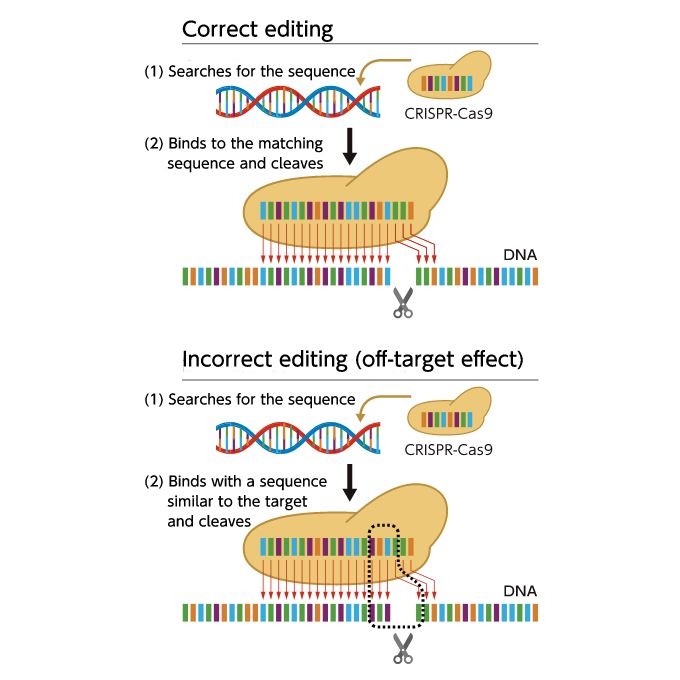 Issues at hand - Off-target effects