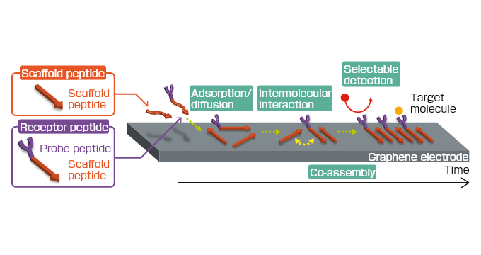 Mechanism of odor molecule detection observed on the surface of graphene