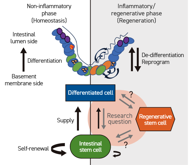 Intestinal stem cells self-renew while supplying differentiated cells. During the inflammatory phase, intestinal stem cells are damaged and self-renewal is impaired. Therefore, a mechanism is at work that attempts to de-differentiate differentiated cells and revert them to regenerative stem cells.