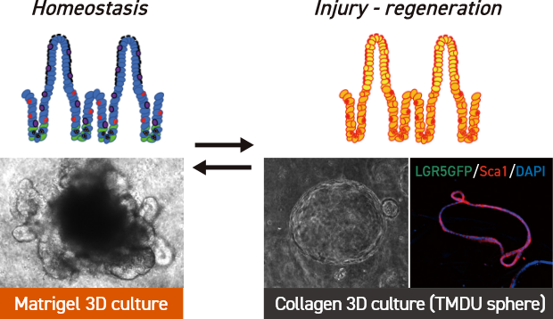 By utilizing organoid culture techniques from TMDU, the plasticity of inflammation and regeneration has been reproduced.