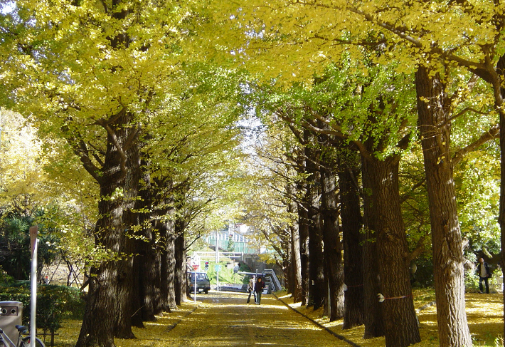Row of ginkgo trees covered in yellow 