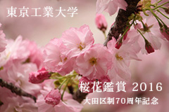 桜花観賞 2016