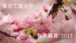 桜花観賞 2017