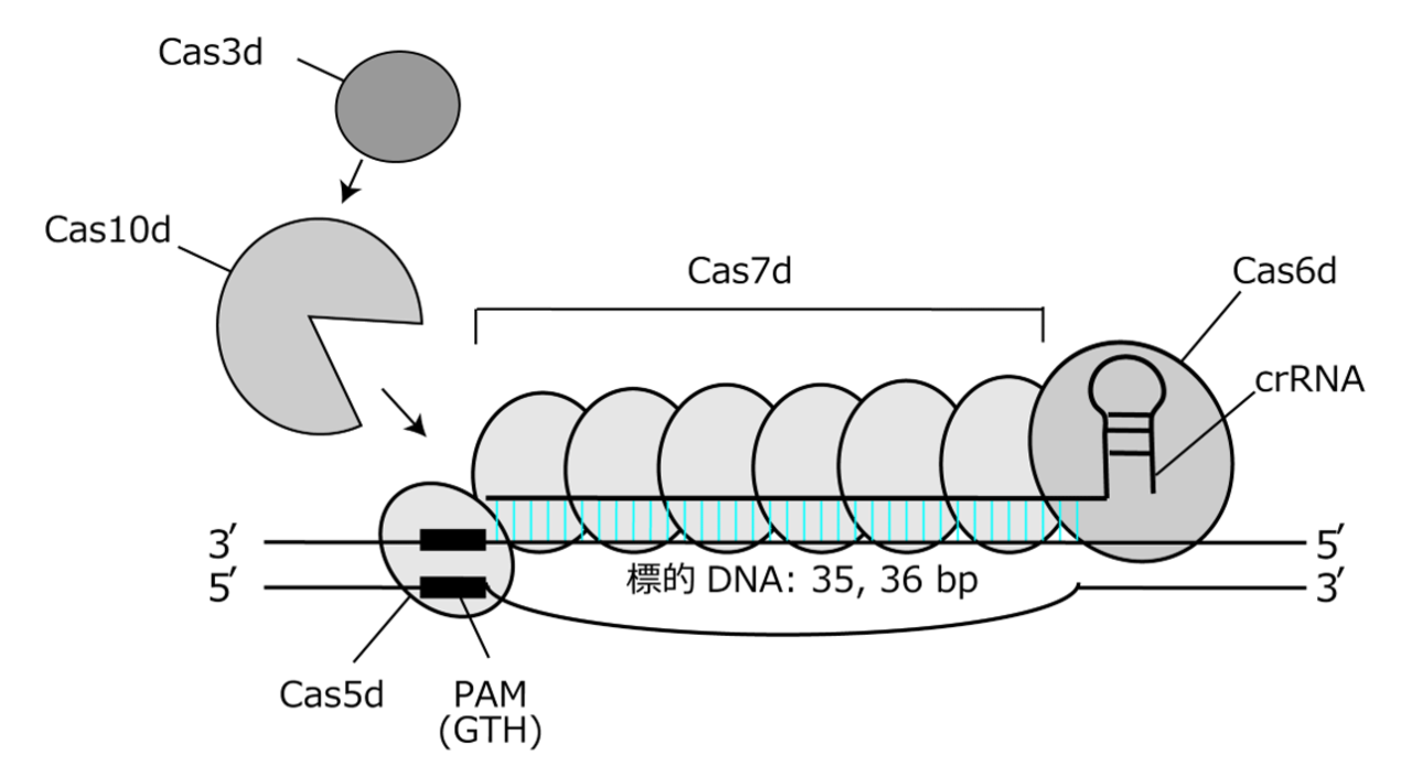 図1 新規ゲノム編集技術TiDの概要図 本研究により、Cas10dはヌクレーゼ機能を有し、Cas3dの複合体へのリクルートに必要であることが明らかになった。