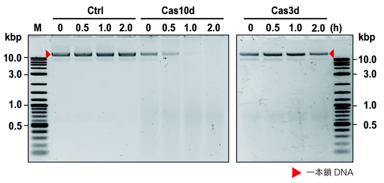 図2 試験管内での一本鎖DNA切断活性の検証 Type I-Eシステムで報告のあるCas3ではなく、Cas10dが一本鎖DNAを分解することが示された。